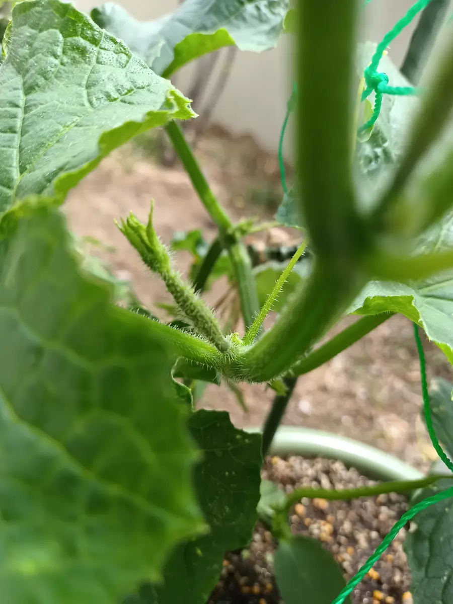 きゅうりの栽培｜そだレポ（栽培レポート）byhebond｜みんなの趣味の園芸