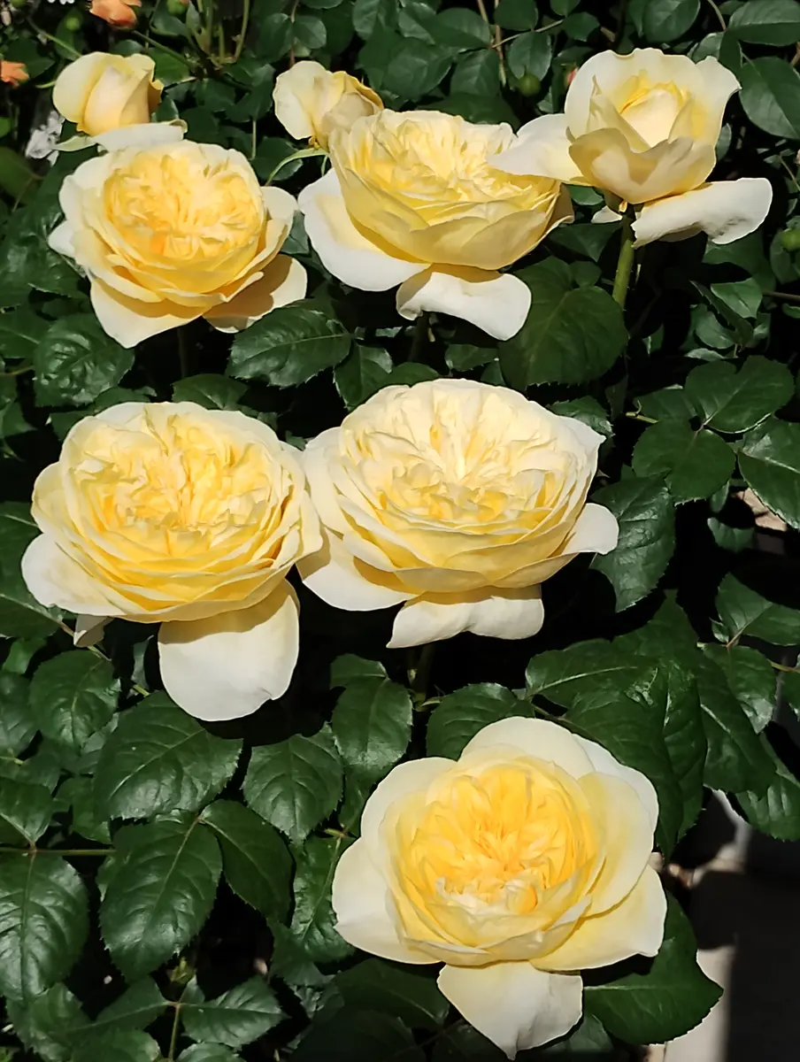 薔薇の枝 ジャンヌダルク 挿木 手放せ
