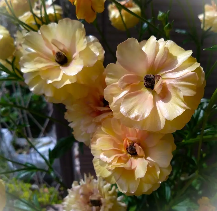 ラナンキュラス：ラックス ベスタリス5号鉢植え の通販 | 園芸ネット