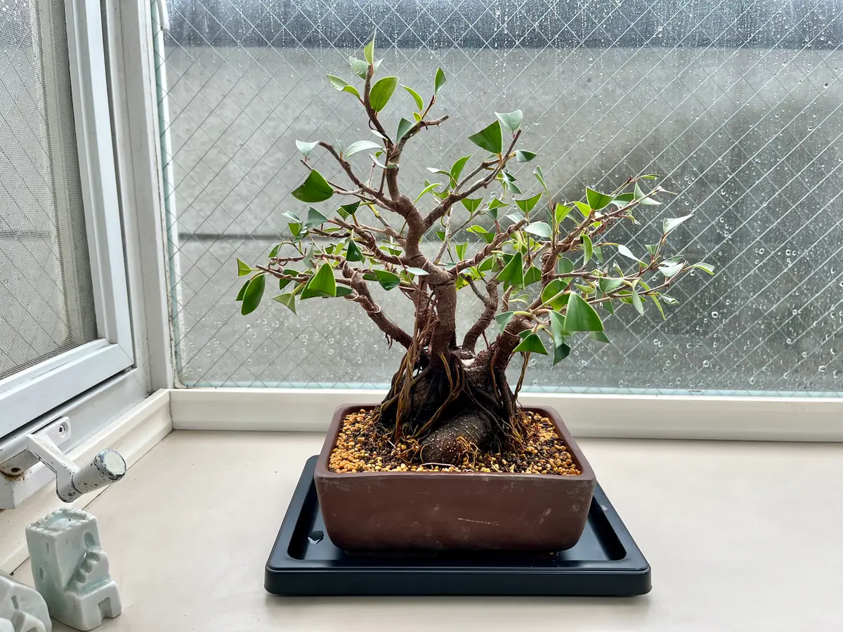 ガジュマル盆栽　樹齢30年　塊根植物 ガジュマル盆栽 樹齢30年 塊根植物 観葉植物