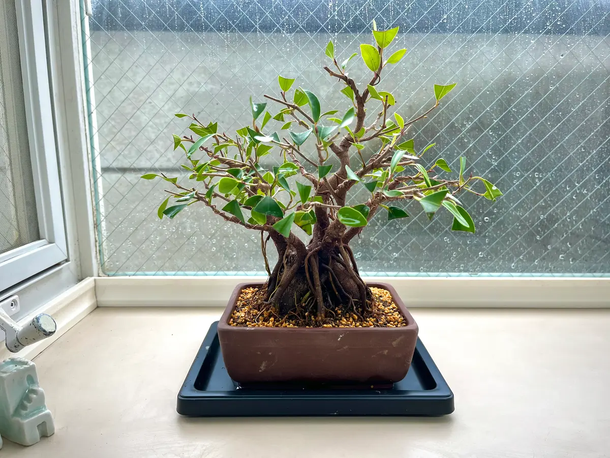 がじゅまる 盆栽仕立て