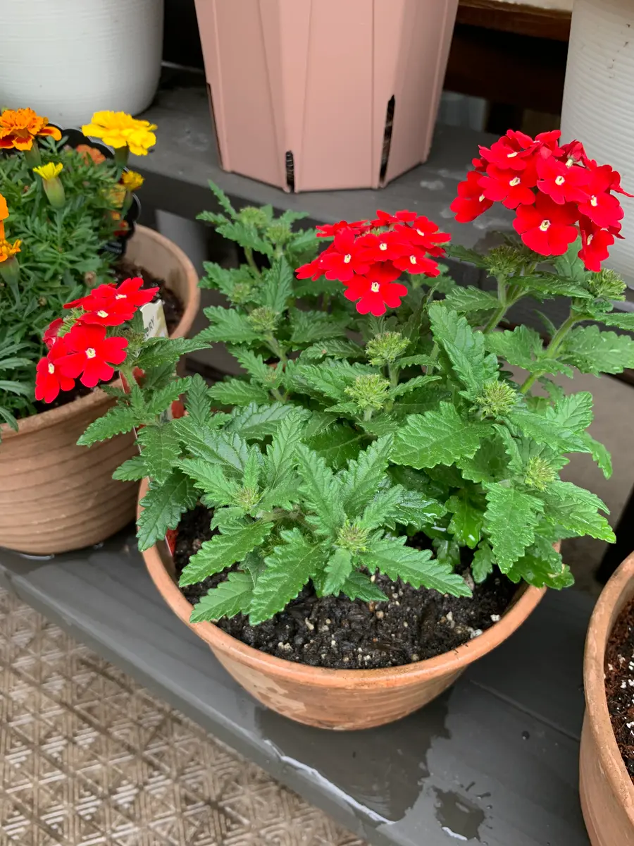 ♡加藤農園♡ 艶レッド　整形花　手毬交配 あかいろ開花「花手毬をたくさん咲かせたい」-そだレポ｜みんなの趣味