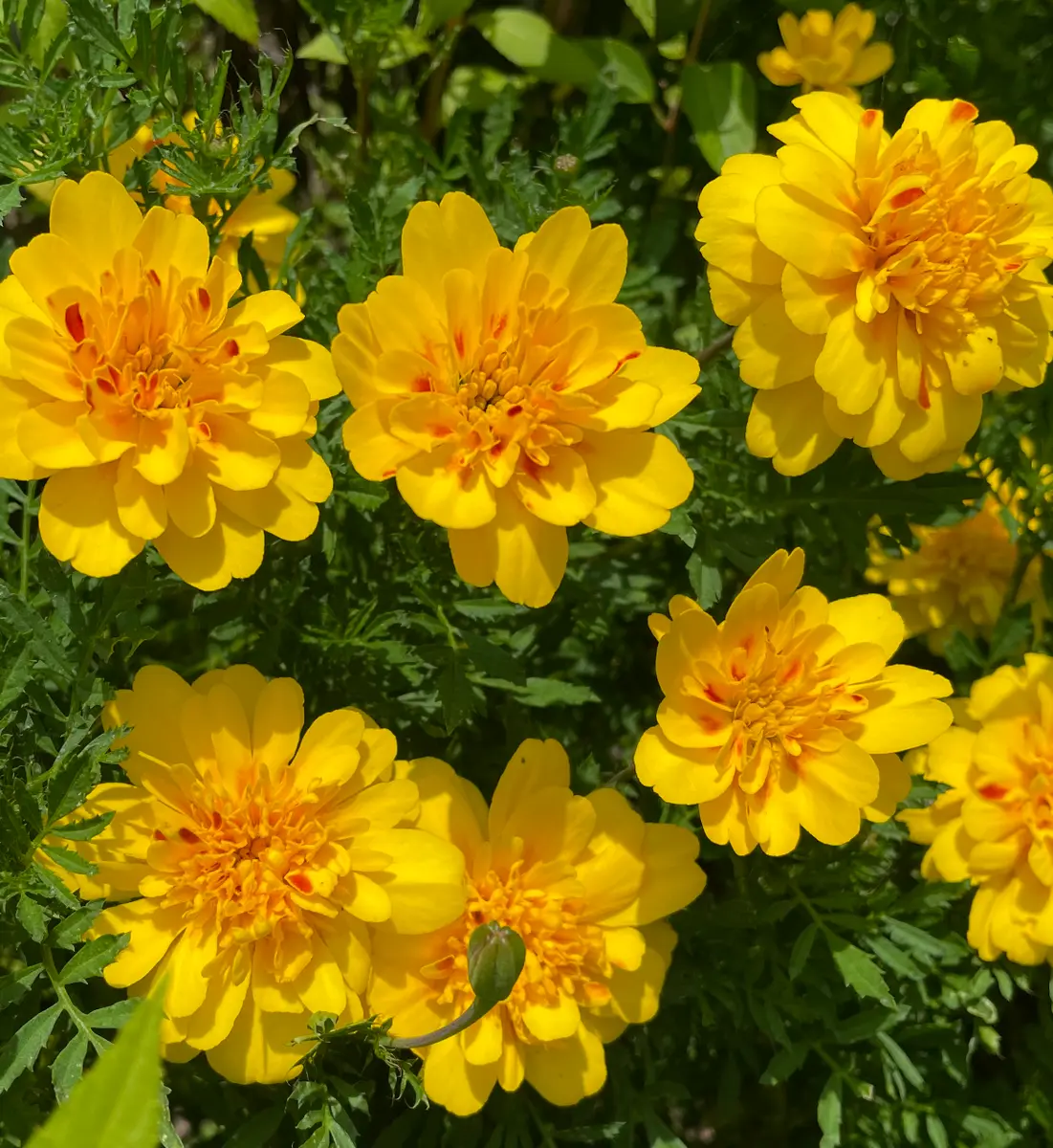 マリーゴールドの花壇を目指して種まき｜そだレポ（栽培レポート）by