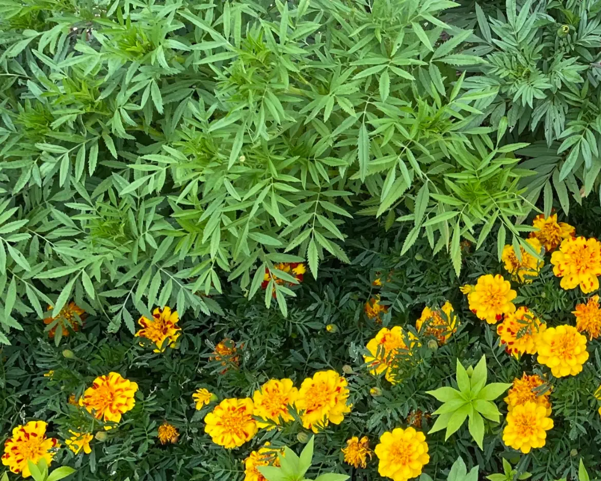 マリーゴールドの花壇を目指して種まき｜そだレポ（栽培レポート）by