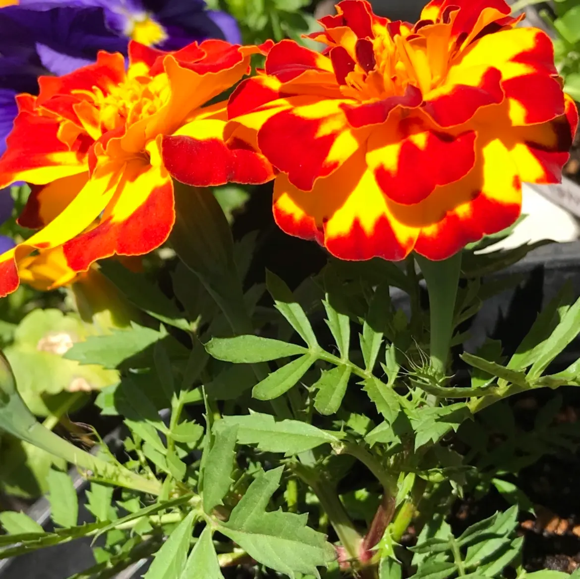 マリーゴールドの花壇を目指して種まき｜そだレポ（栽培レポート）by