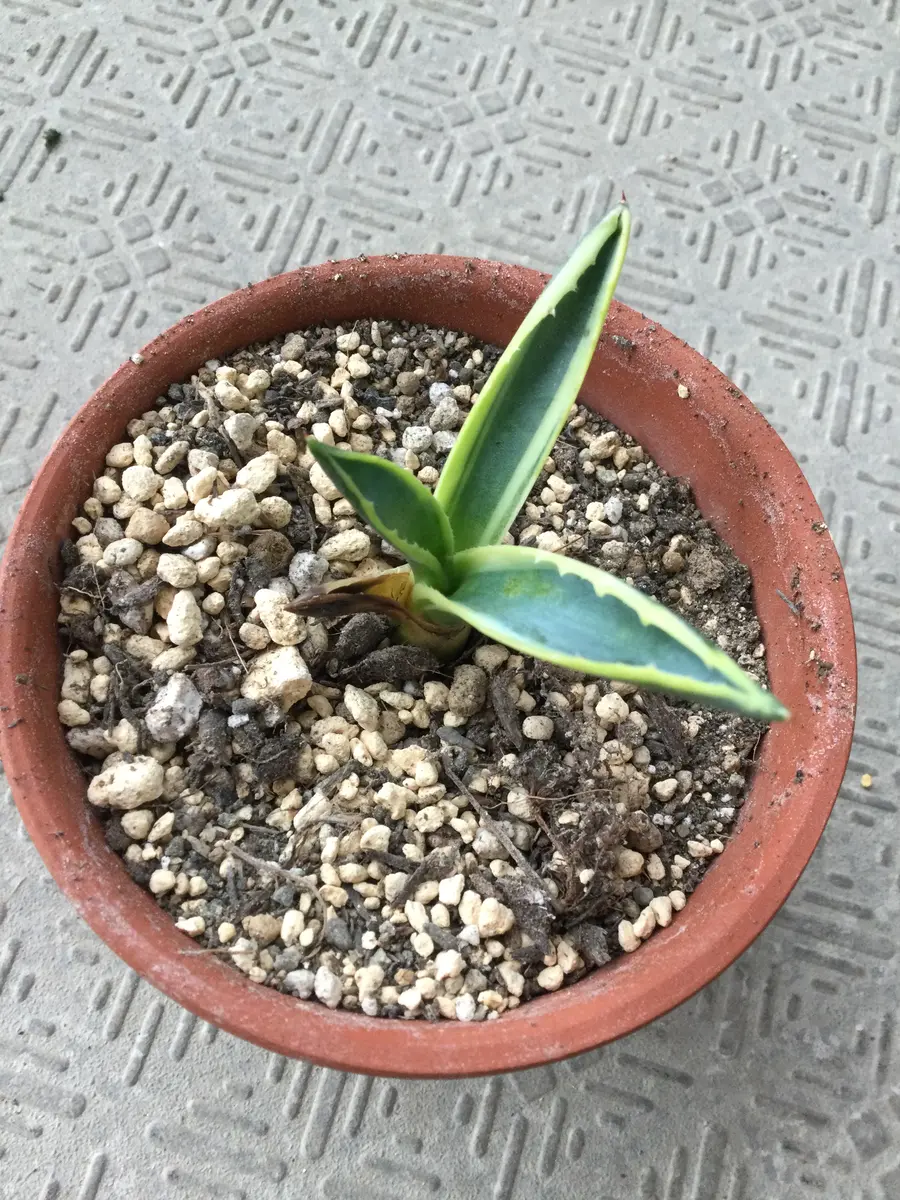 植物アガベアメリカーナ大株4