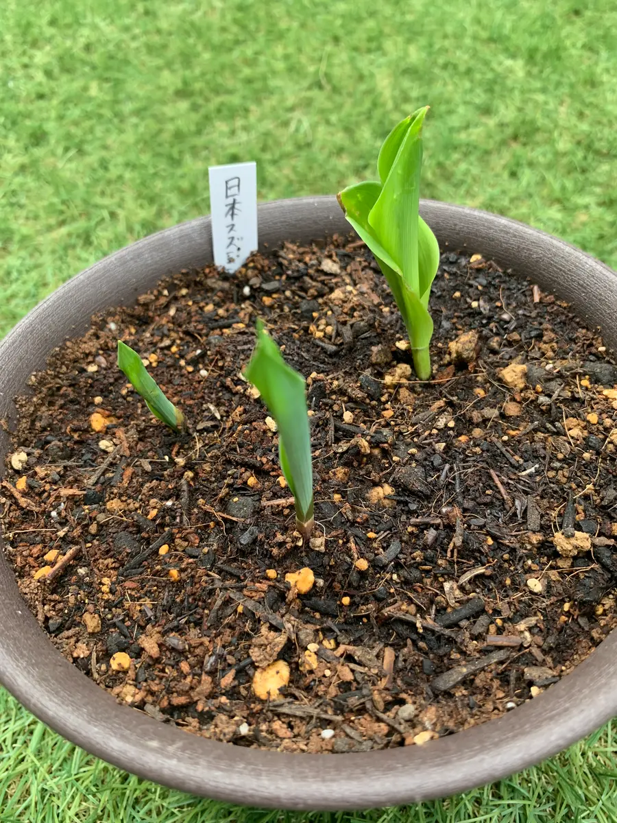 スズラン 芽 が 出 ない