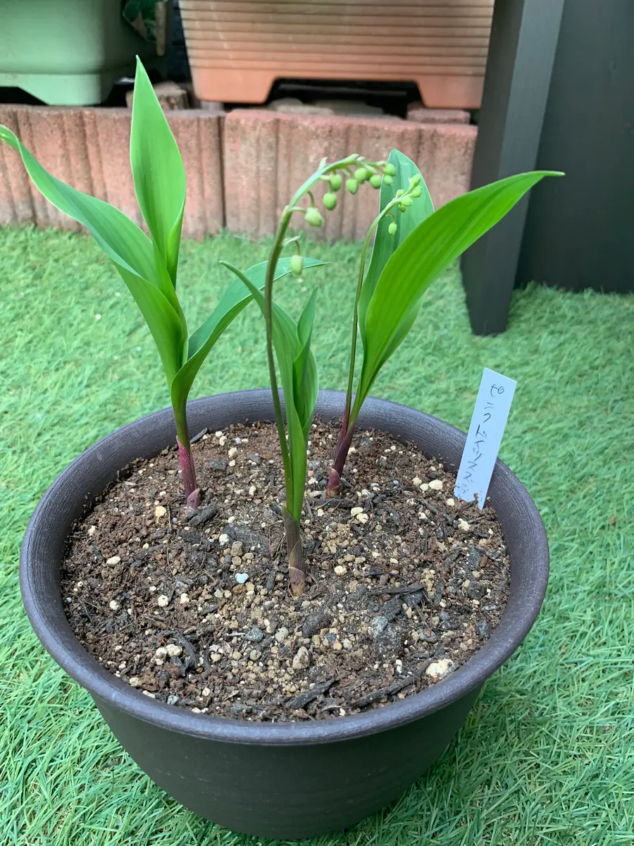 すずらんを芽から育てる｜そだレポ（栽培レポート）bysaku3108