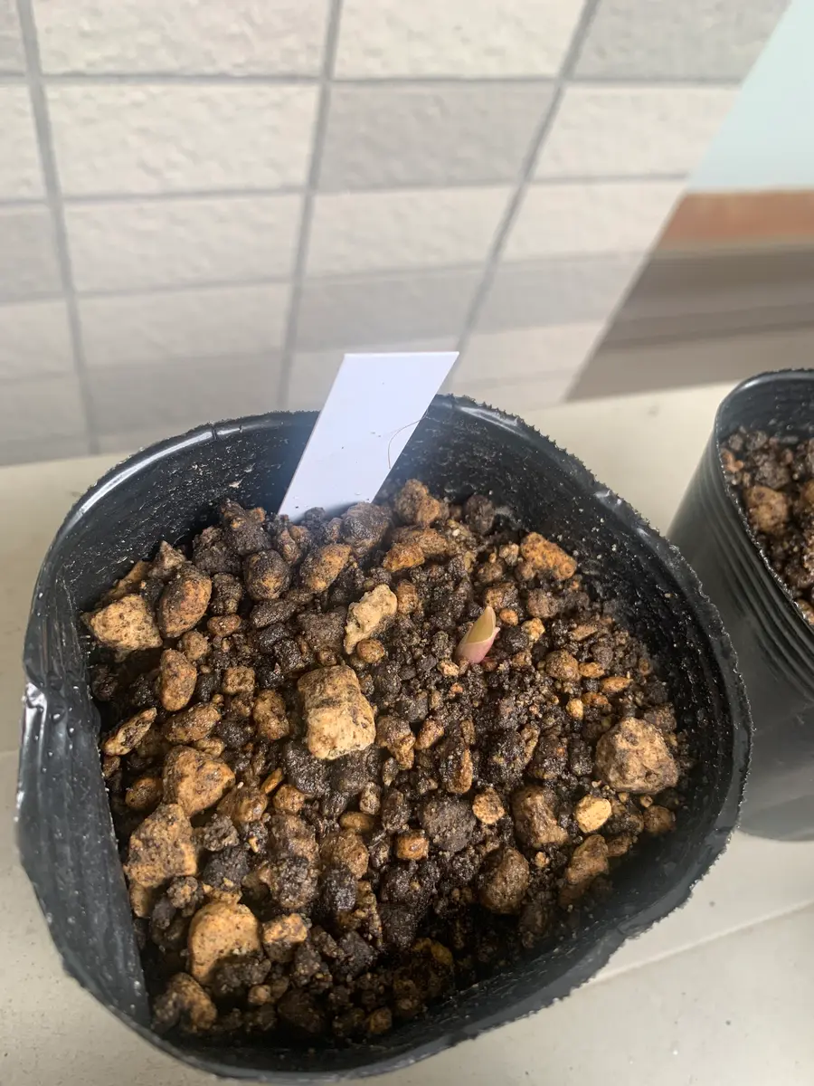 すずらんを芽から育てる｜そだレポ（栽培レポート）bysaku3108