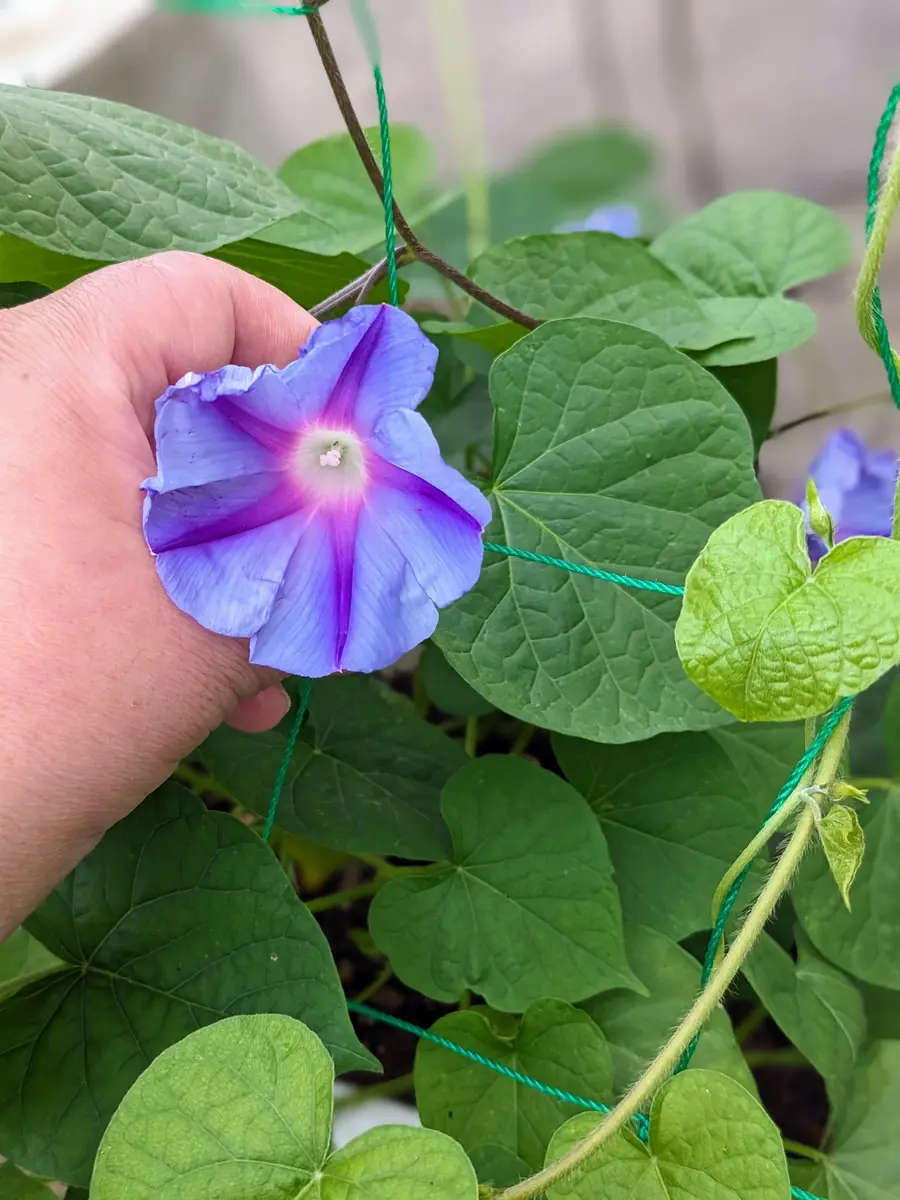 八重咲きアサガオを種から育てる｜そだレポ（栽培レポート）byみぃぽん