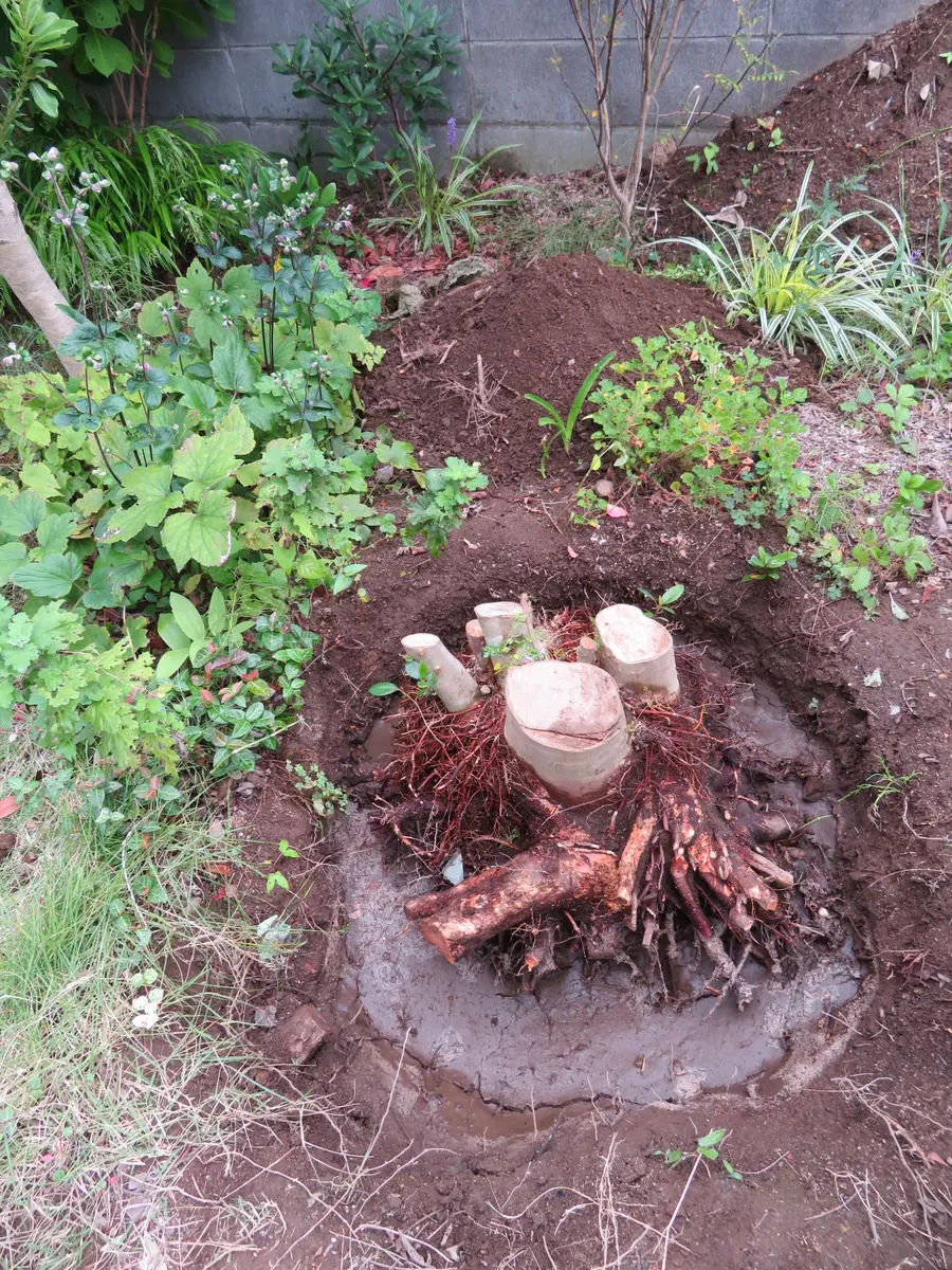 シマトネリコの根っ子 凄まじい根の量】植え付け8年のシマトネリコはどこまで成長したのか