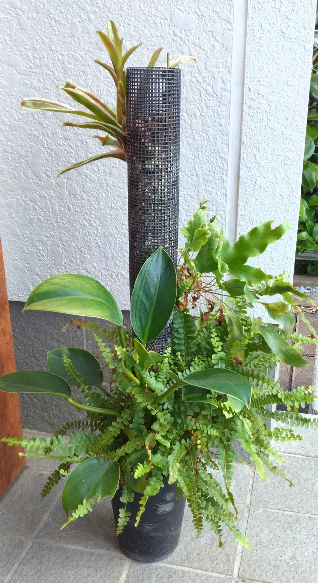 自分で作った観葉植物？