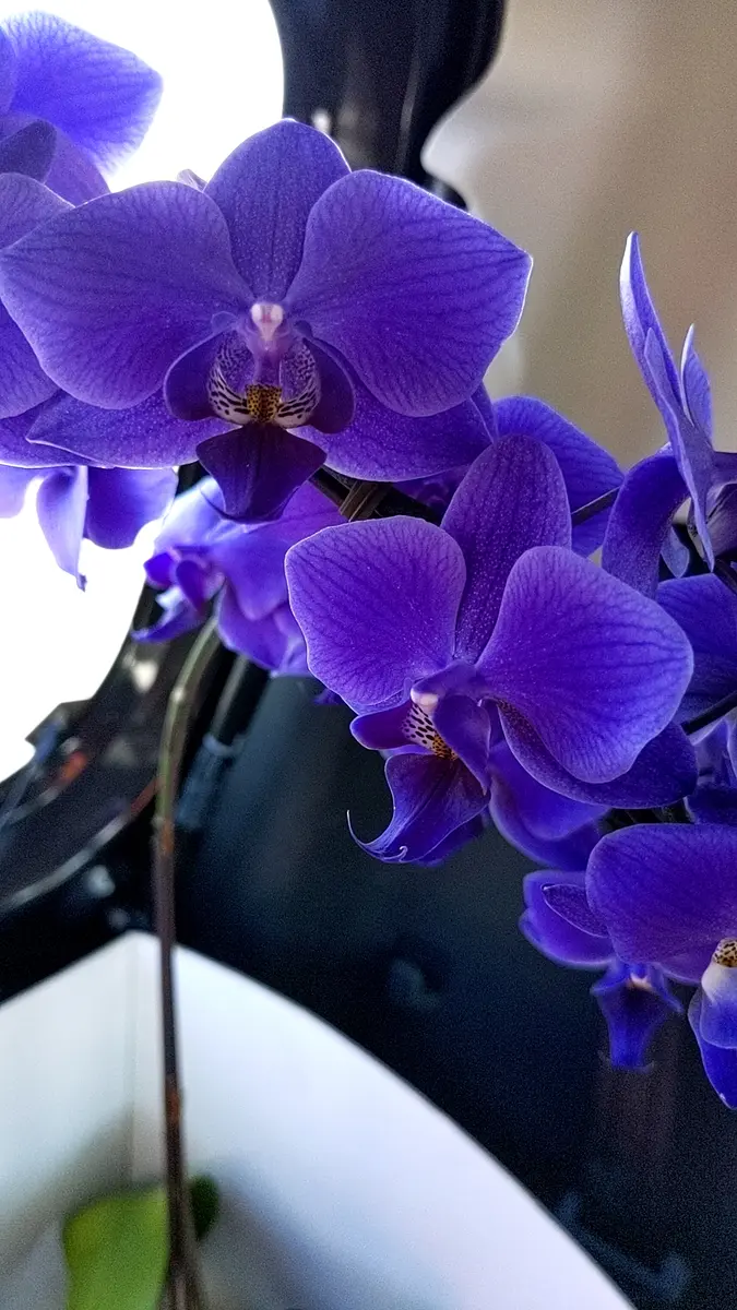 ブルージーンの開花を目指す|そだレポ(栽培レポート)byさわだ ブルージーンの開花を目指す|そだレポ(栽培レポート)byさわだ