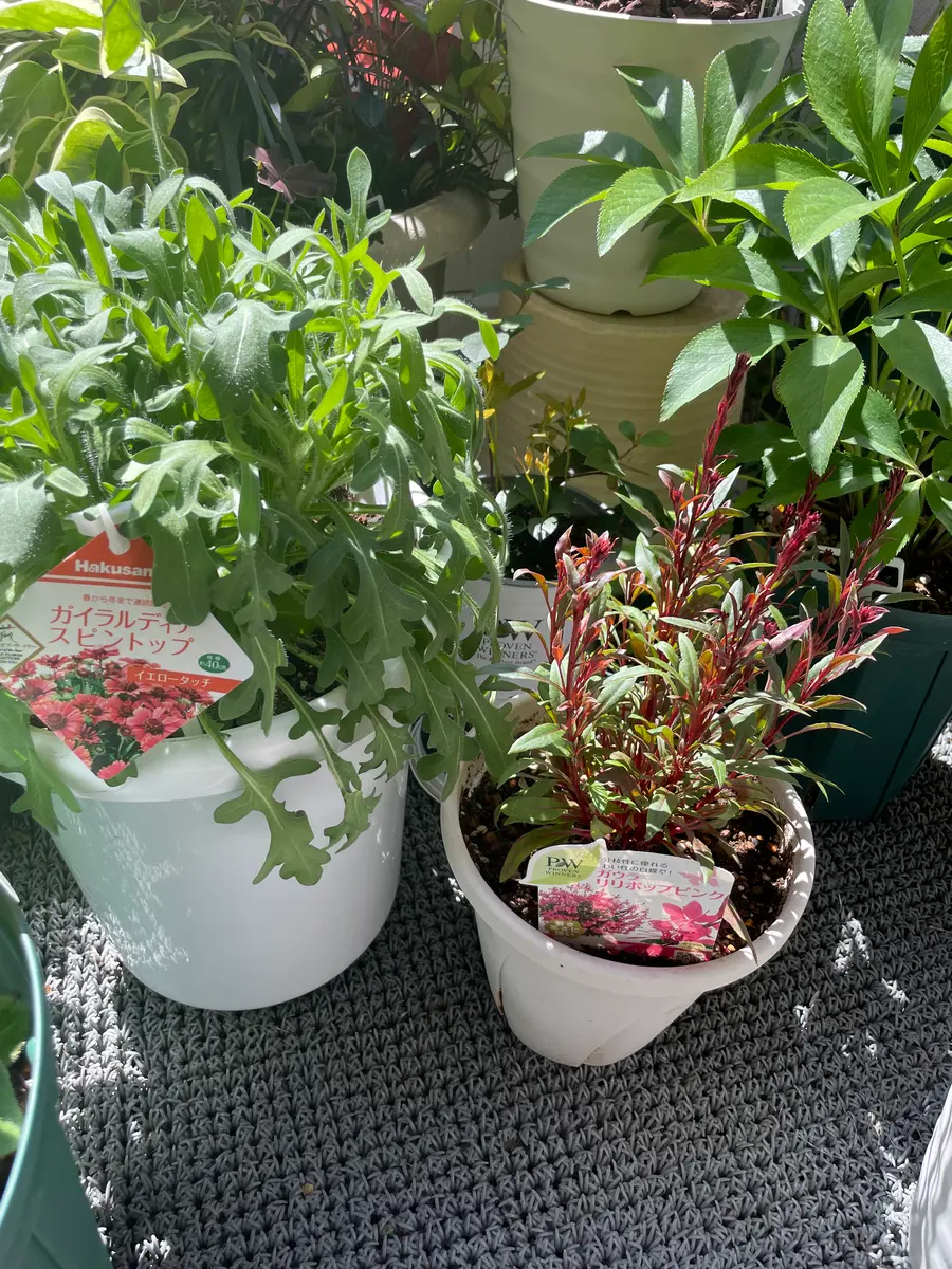 1.8Lから6.5L鉢増しガイラルディアスピントップ｜そだレポ（栽培