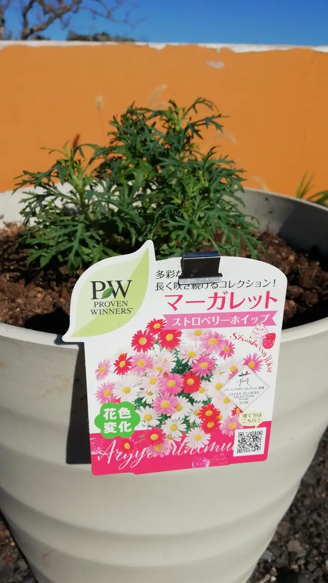 マーガレット・ストロベリーホイップ🍓の記録📝｜そだレポ（栽培