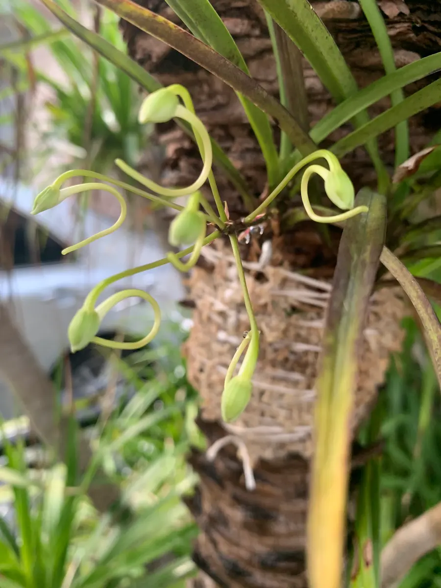 着生】風蘭｜そだレポ（栽培レポート）by☆ファンタ☆｜みんなの趣味の園芸