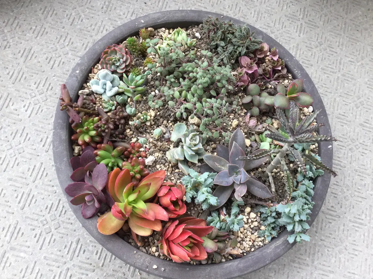 多肉植物の寄せ植え。｜そだレポ（栽培レポート）byはーとねこ