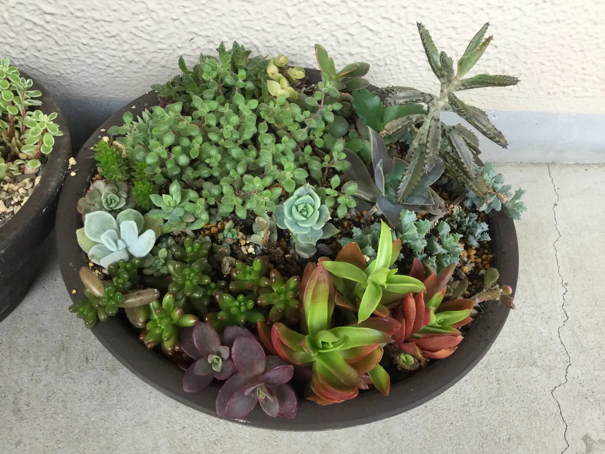 多肉植物の寄せ植え。|そだレポ(栽培レポート)byはーとねこ 多肉植物の寄せ植え。|そだレポ(栽培レポート)byはーとねこ