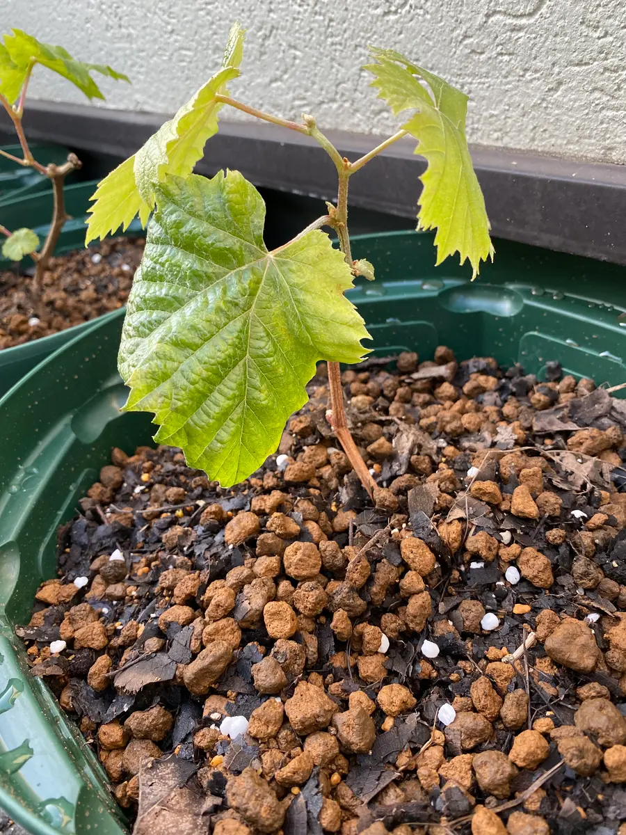 挿し木からのシャインマスカット☺️｜そだレポ（栽培レポート）by趣味  