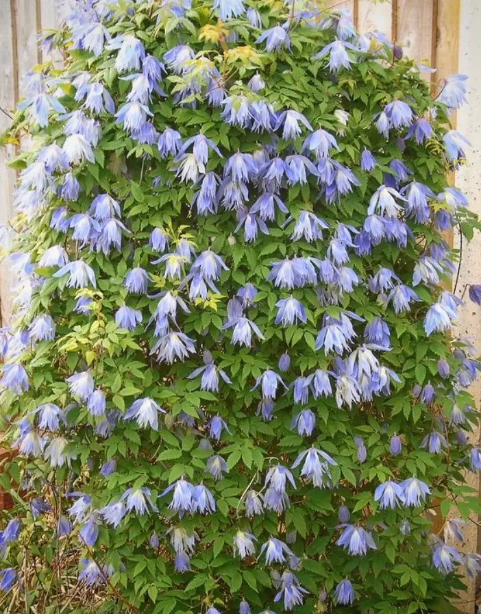 クレマチス マクロペタラウェッセルトンの変遷｜そだレポ（栽培