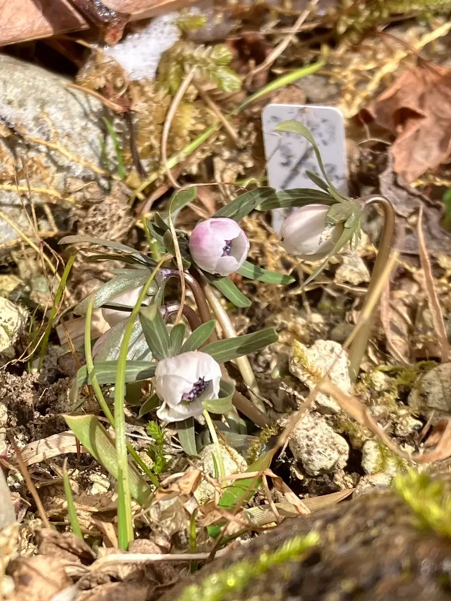 セツブンソウの花後種付き鉢がやってきた｜そだレポ（栽培レポート）by