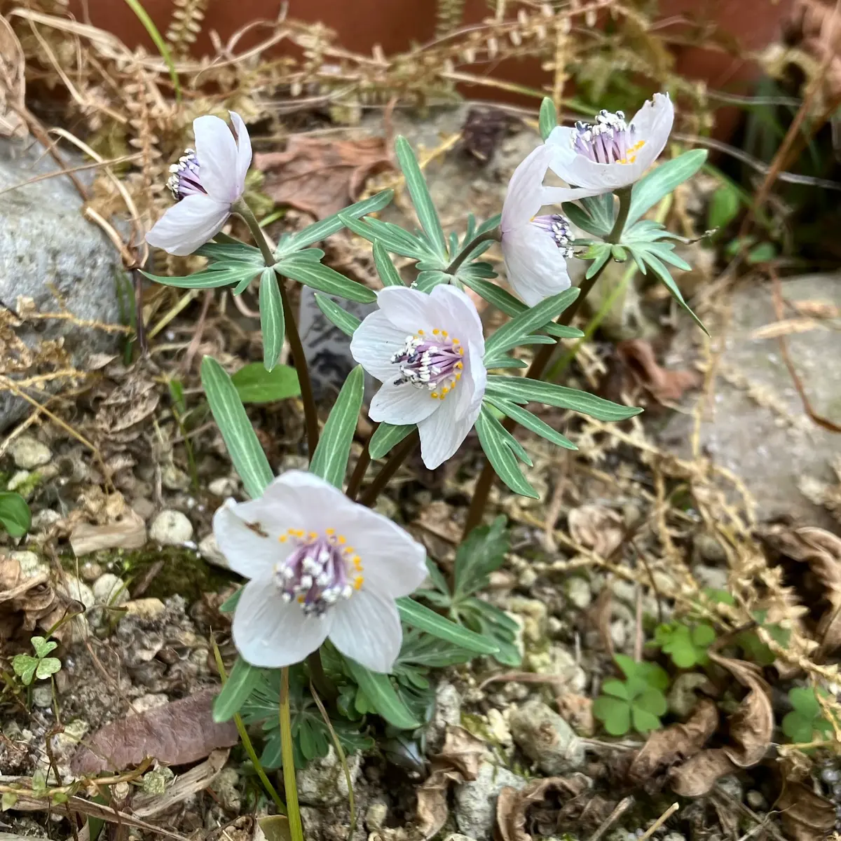 セツブンソウの花後種付き鉢がやってきた｜そだレポ（栽培レポート）by