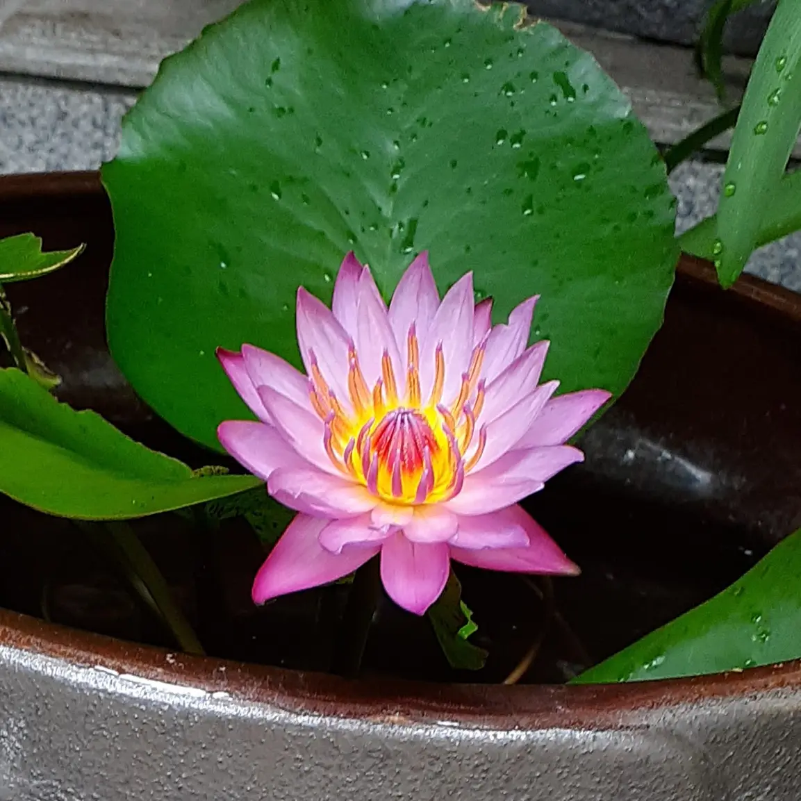 熱帯睡蓮を咲かそう｜そだレポ（栽培レポート）by礼子｜みんなの趣味の園芸