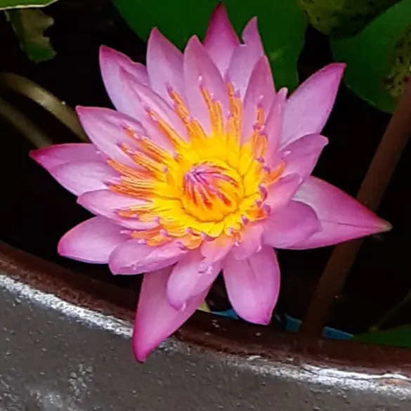 熱帯睡蓮を咲かそう｜そだレポ（栽培レポート）by礼子｜みんなの趣味の園芸