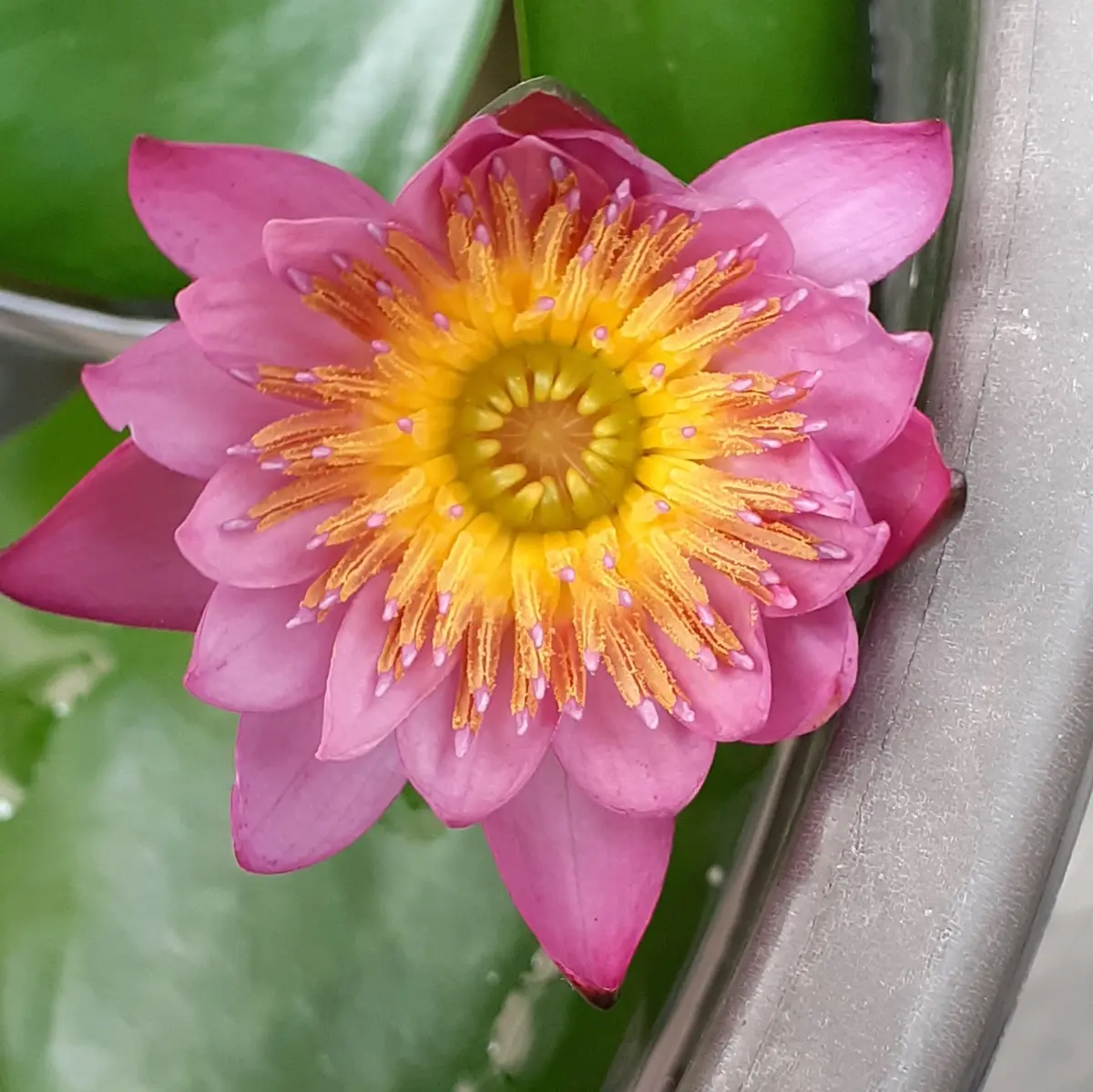 熱帯睡蓮を咲かそう｜そだレポ（栽培レポート）by礼子｜みんなの趣味の園芸