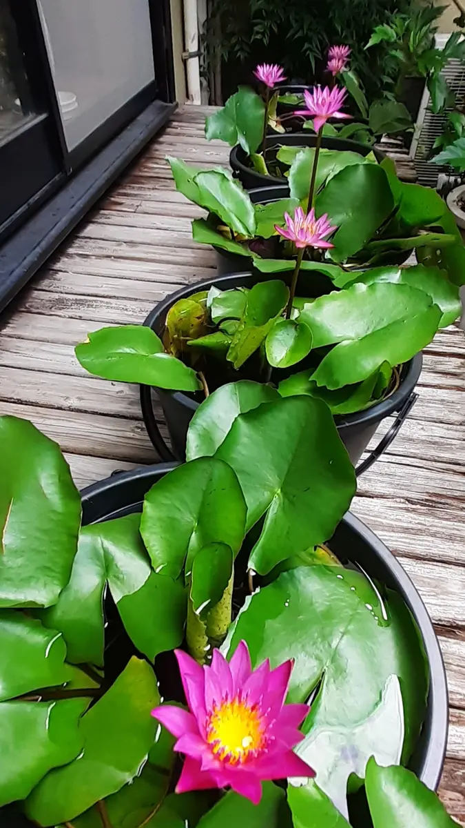 熱帯性睡蓮 ウタカタ 花芽付（熱帯睡蓮を咲かそう｜そだレポ