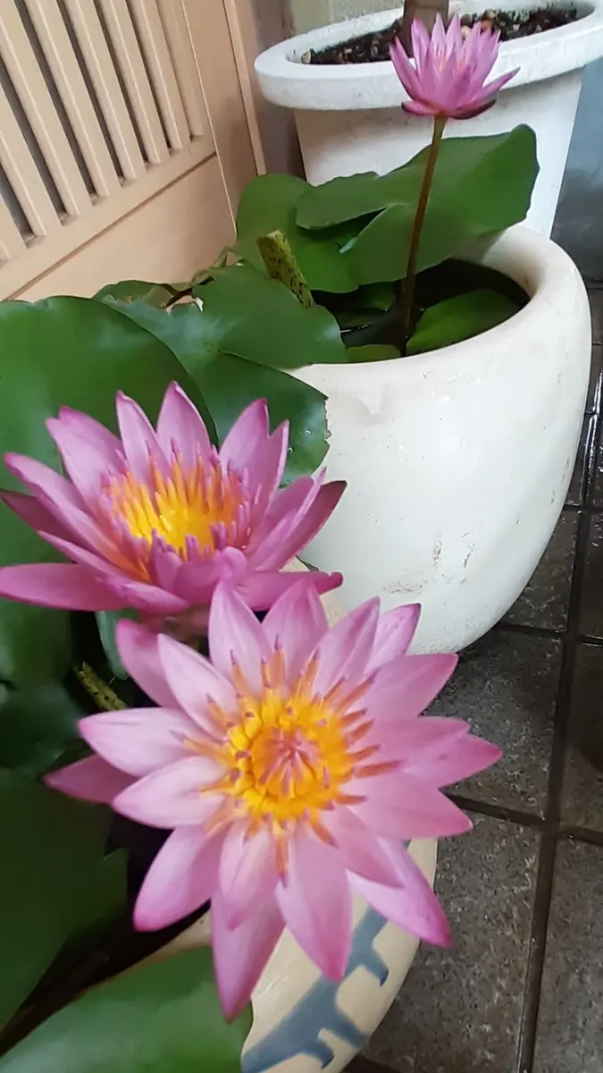 スイレン　スワンナ　球根　睡蓮苗　熱帯スイレン　ビオトープ　鉢花　開花サイズ スイレン スワンナ 球根 睡蓮苗 熱帯スイレン ビオトープ 鉢花
