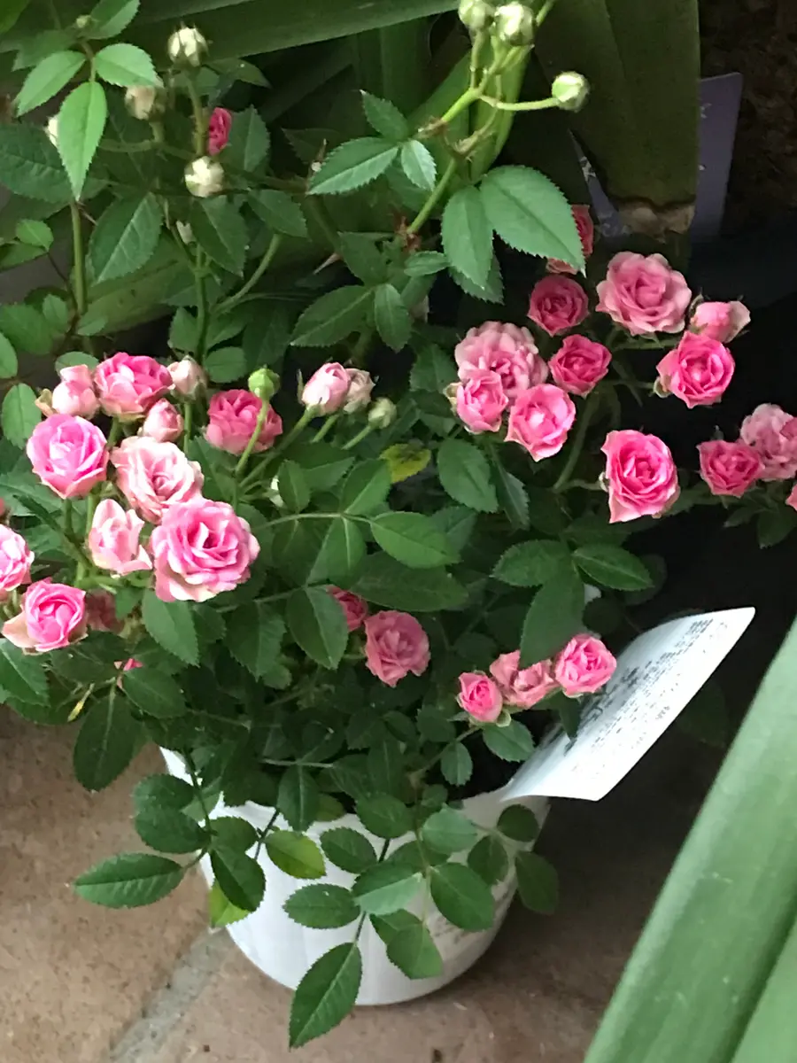 みさき③ マイクロミニバラ 追跡あり 黒ポットのまま マイクロミニバラ