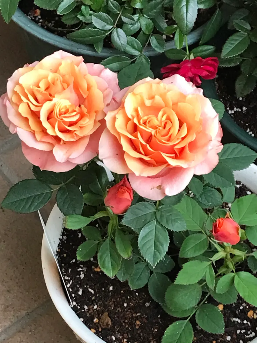 2023年、今年はミニバラに挑戦🌹パート1｜そだレポ（栽培レポート