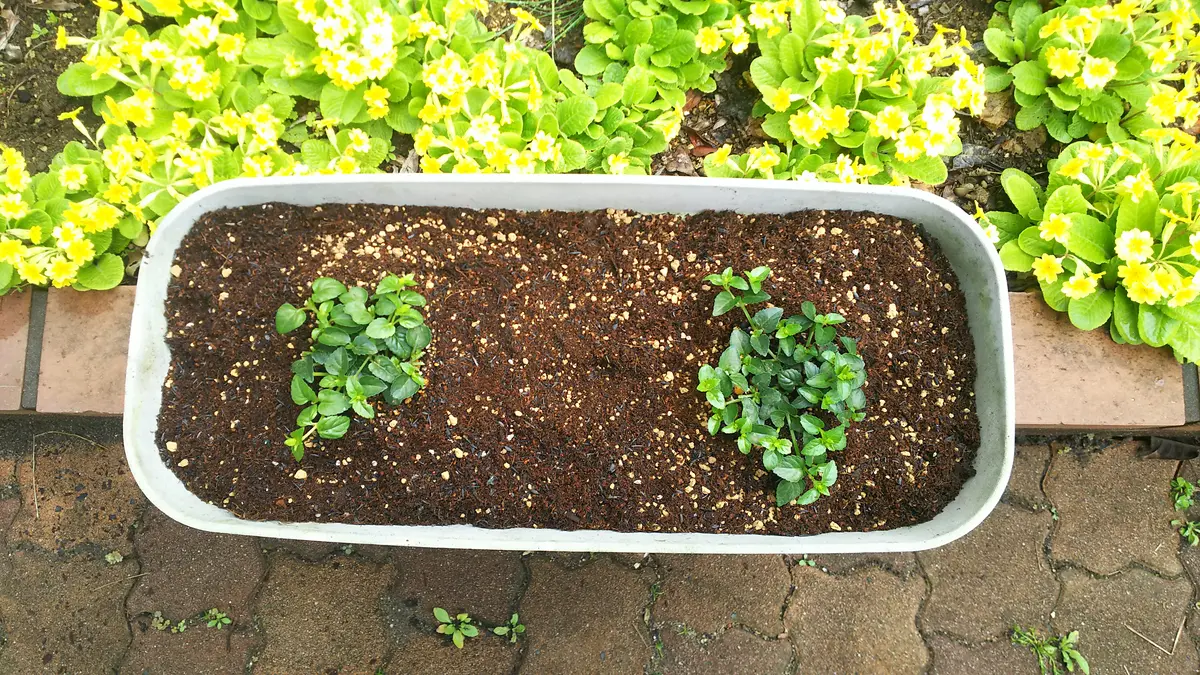 2株から挿し芽ではじめる、スーパートレニアの花壇｜そだレポ（栽培