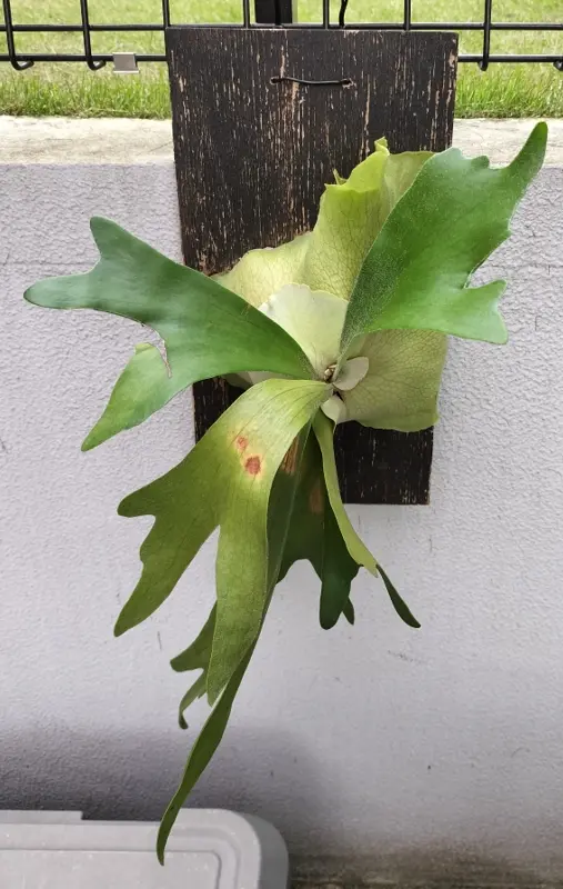 ビカクシダの株分けと板付｜そだレポ（栽培レポート）bysakaki_S