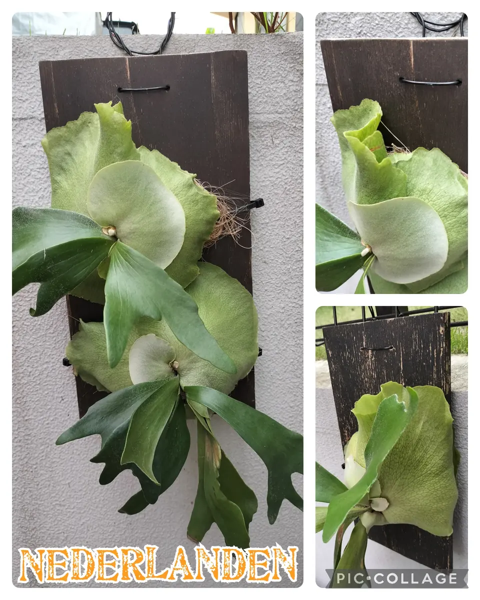 ビカクシダの株分けと板付｜そだレポ（栽培レポート）bysakaki_S