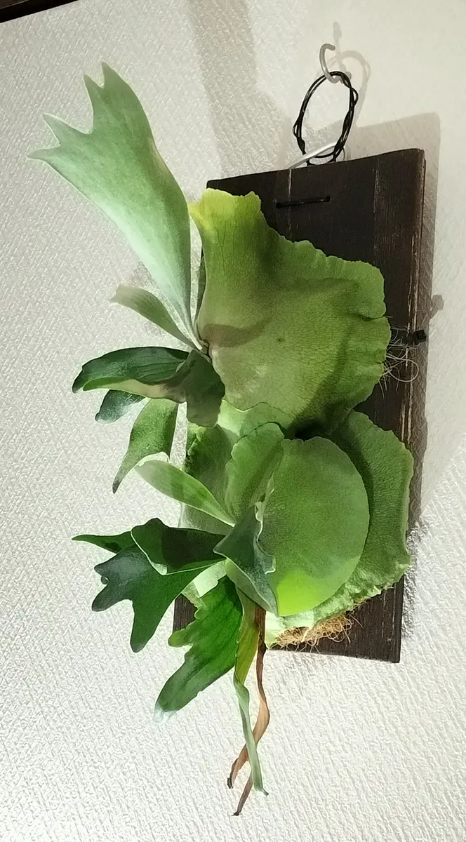 ビカクシダの株分けと板付｜そだレポ（栽培レポート）bysakaki_S