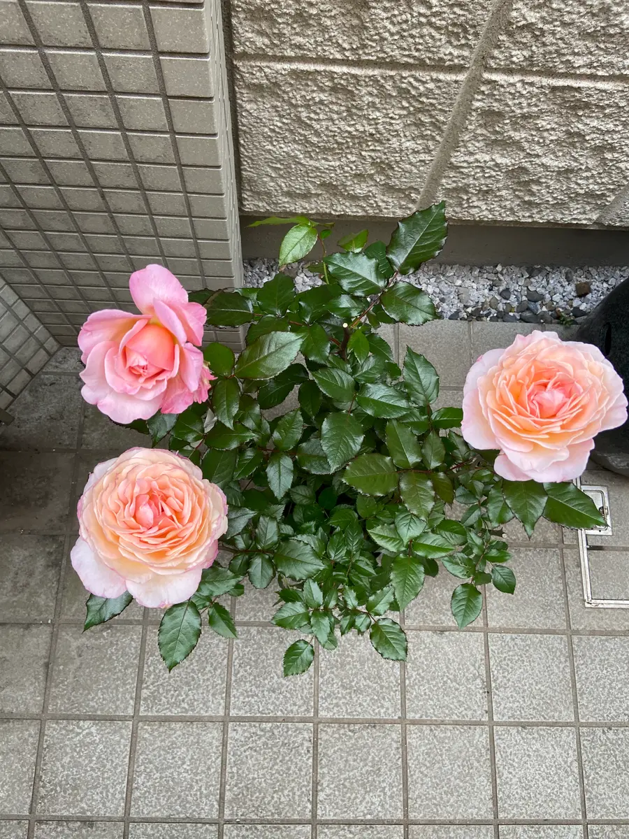 GDルイーズ薔薇