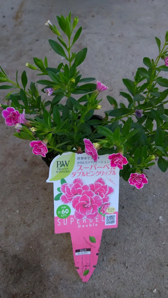 スーパーベルダブルピンクリップル」の花を沢山咲かせる｜そだレポ