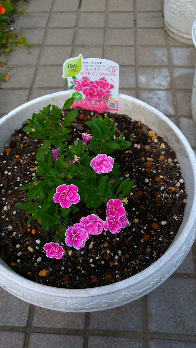 スーパーベルダブルピンクリップル」の花を沢山咲かせる｜そだレポ