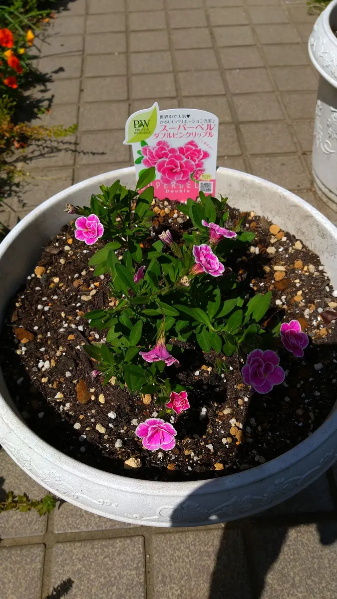 スーパーベルダブルピンクリップル」の花を沢山咲かせる｜そだレポ