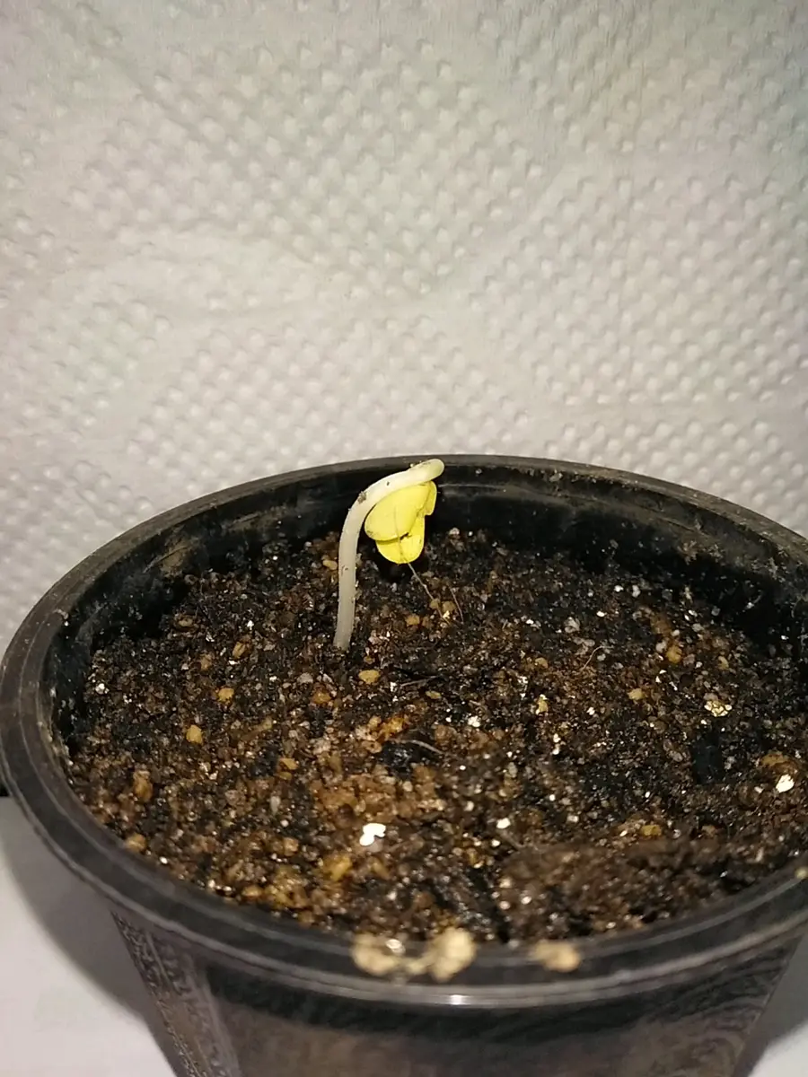 蝶豆の発芽率向上を目指して｜そだレポ（栽培レポート）by相模太郎