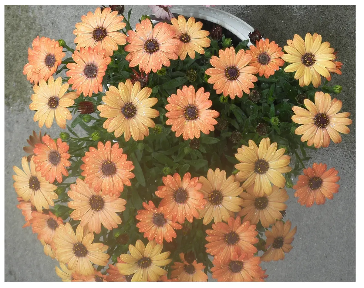 オステオスペルマム挿し木苗3種セット オステオスペルマム スパイダー スプーン咲き 挿し木苗 花芽付き