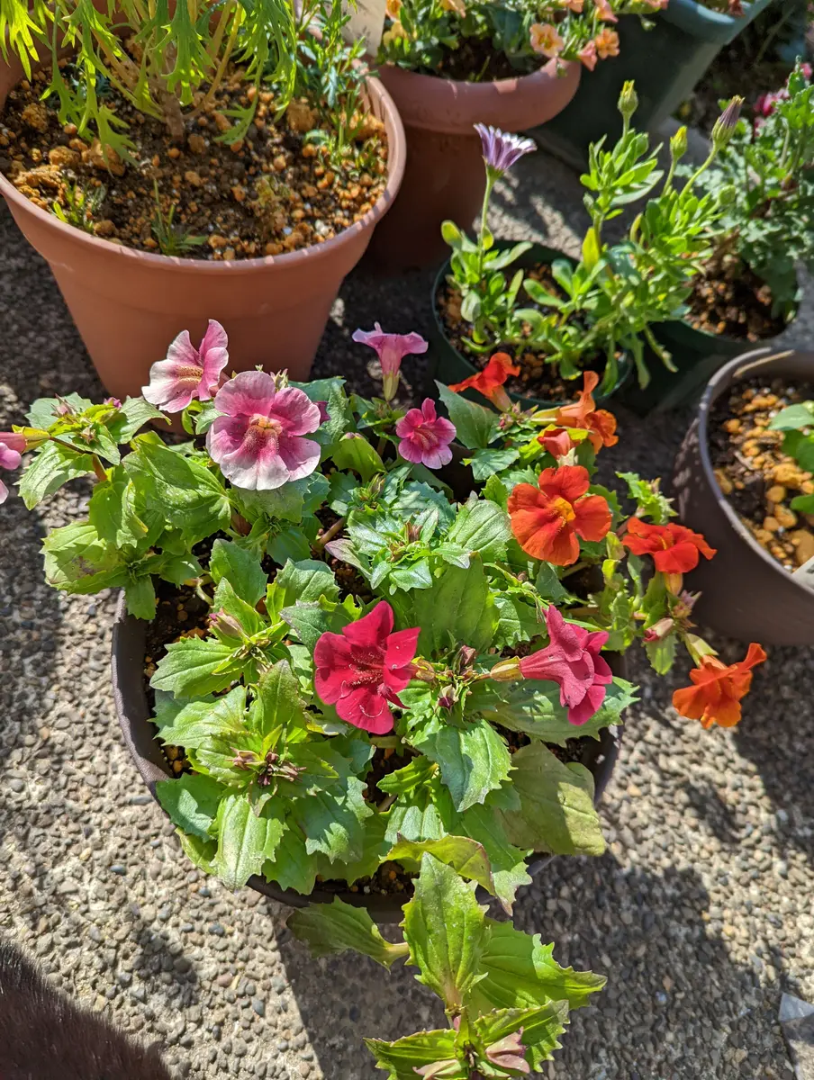 ミムラスをもりもり咲かせたい♪｜そだレポ（栽培レポート）byくちゃま