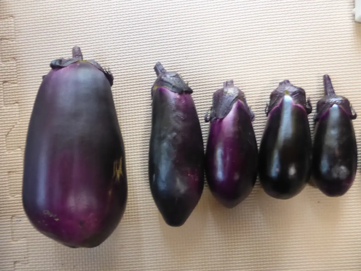 種から育てる「さんぜんナス」｜そだレポ（栽培レポート）by鰐山