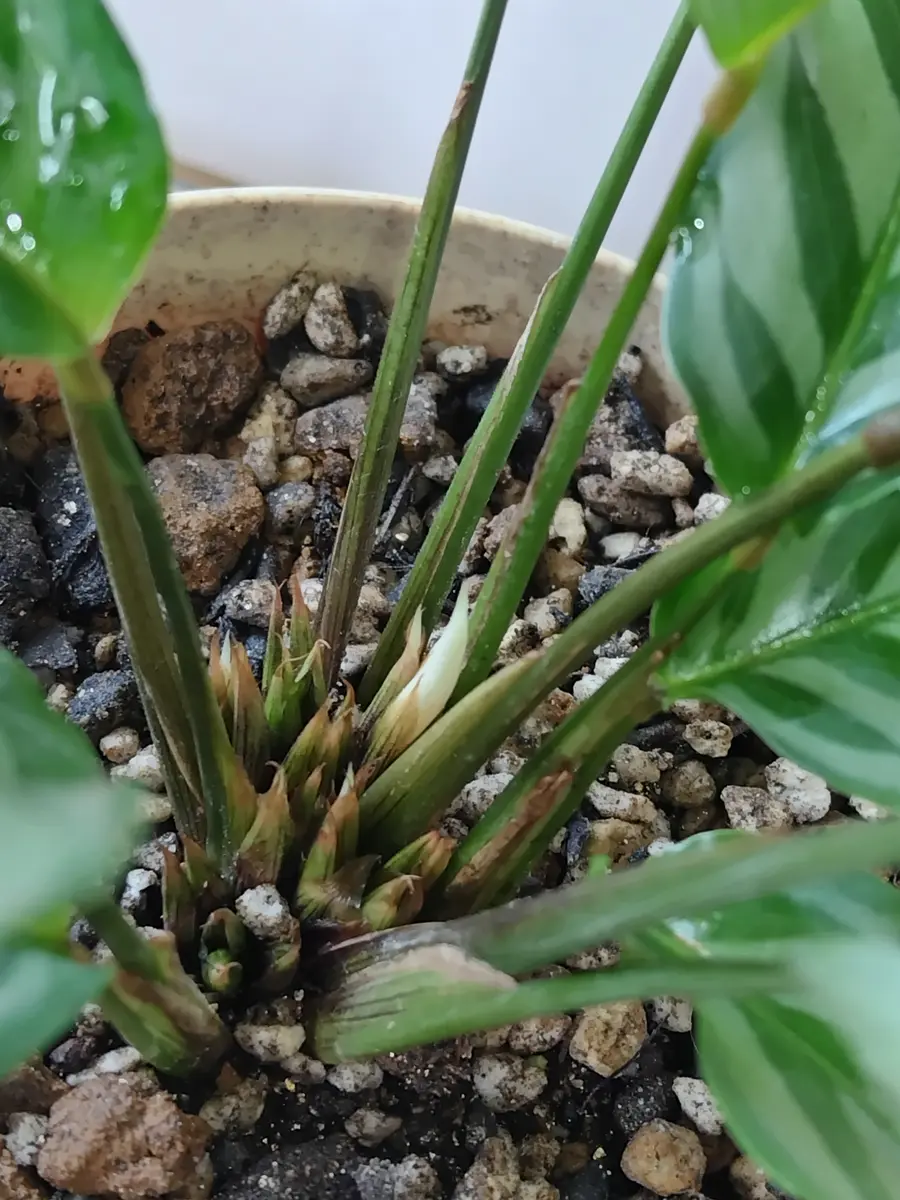 カラテアを購入 2023/2 - 観葉植物備忘録