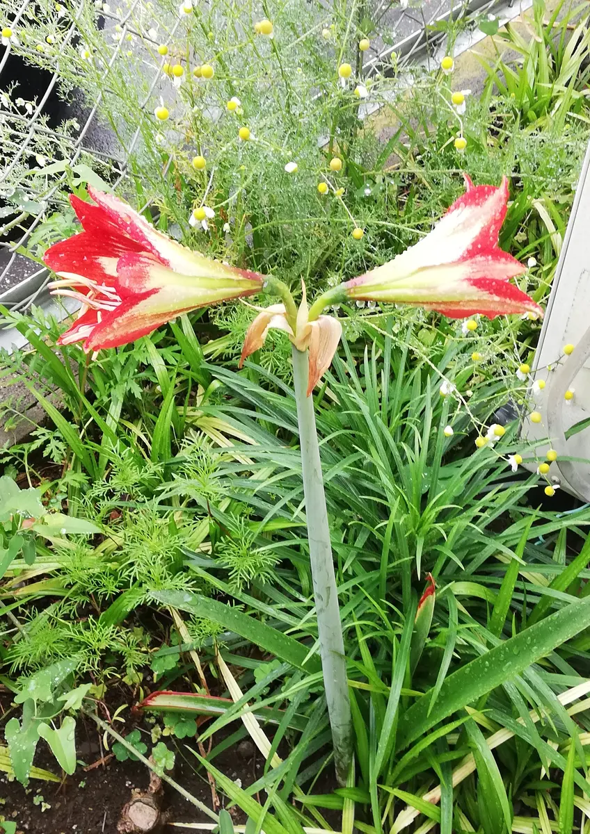 アマリリス：ホワイトニンフ1球（八重咲き大輪） の通販 | 園芸