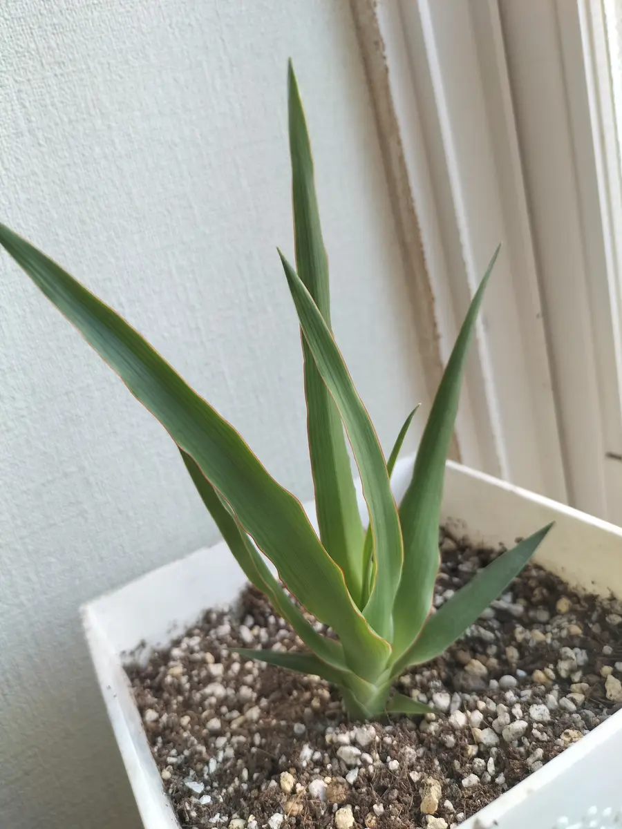 ドラセナドラコ　竜血樹 竜血樹】ドラセナ・ドラコの育て方完全ガイド | 神秘的な古代