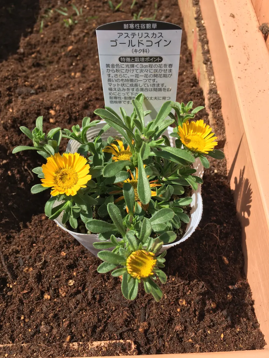 アステリスカス ゴールドコイン 初めて苗から育てます｜そだレポ（栽培レポート）byリディアンビーチの人魚｜みんなの趣味の園芸