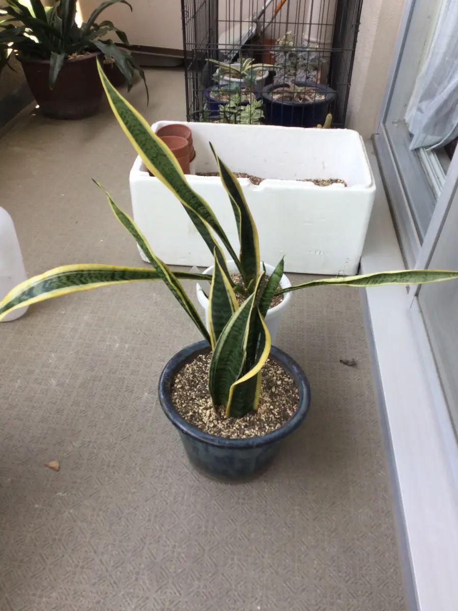 サンセベリア 抜き苗 子株 多肉植物 観葉植物 ① 目ざとく サンセベリア 抜き苗 子株 多肉植物 観葉植物 ① 目ざとく